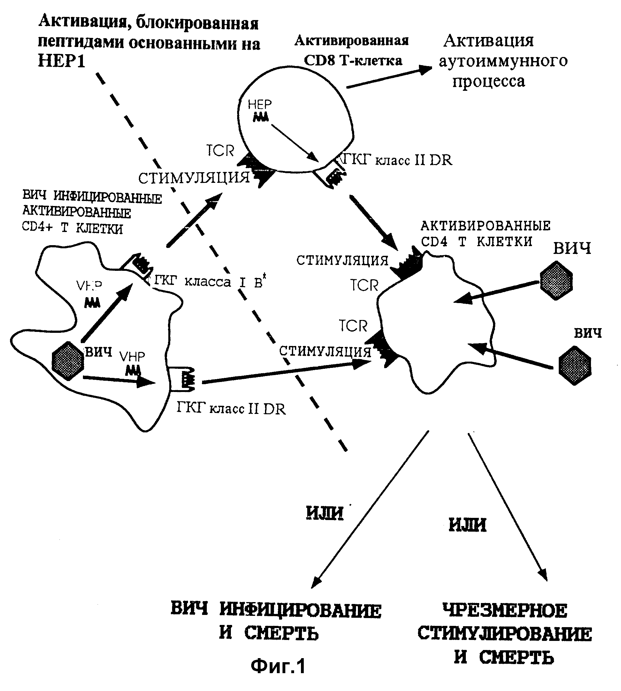 Обмен скв. Эозинофилия патогенез при СКВ.