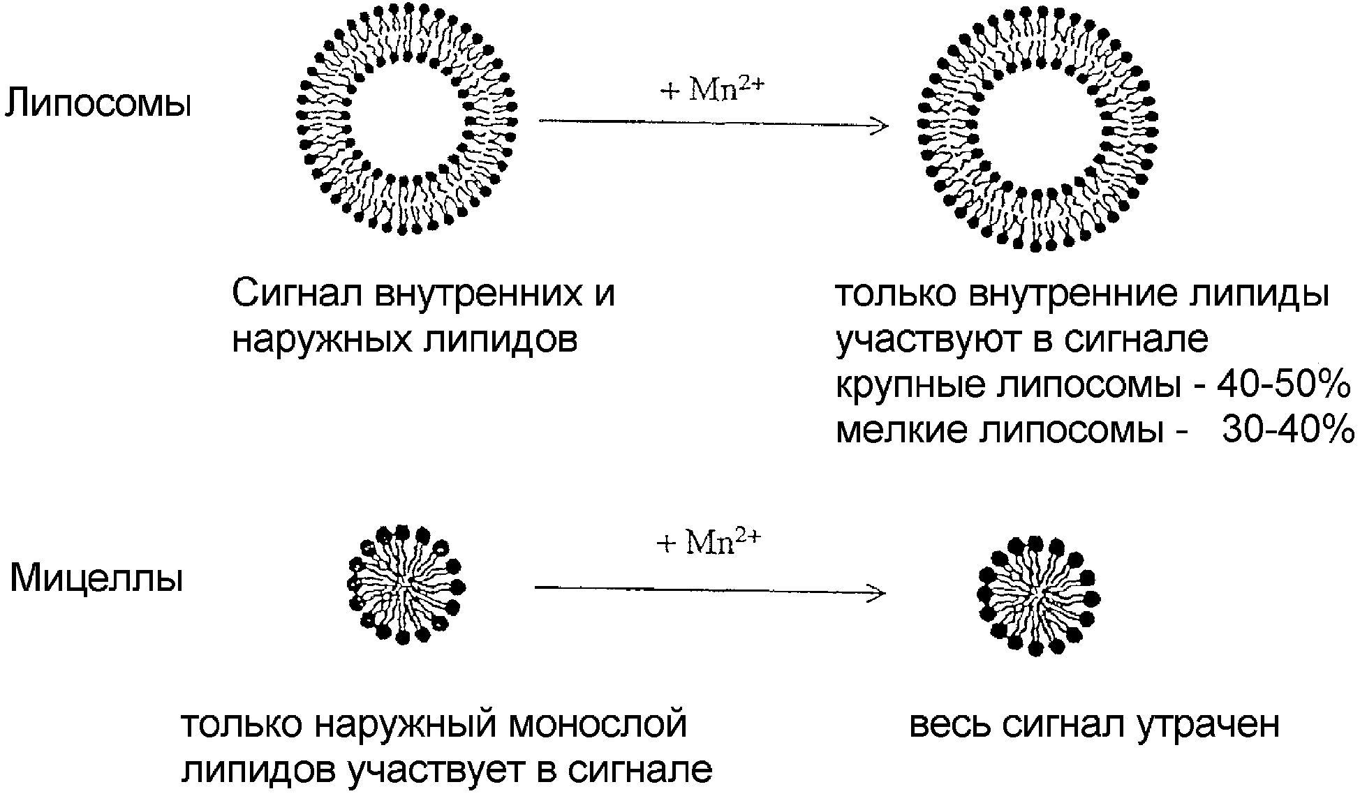 Липосомы. Мицеллы и липосомы. Липидные мицеллы. Схема липосомы. Липосомы в организме.