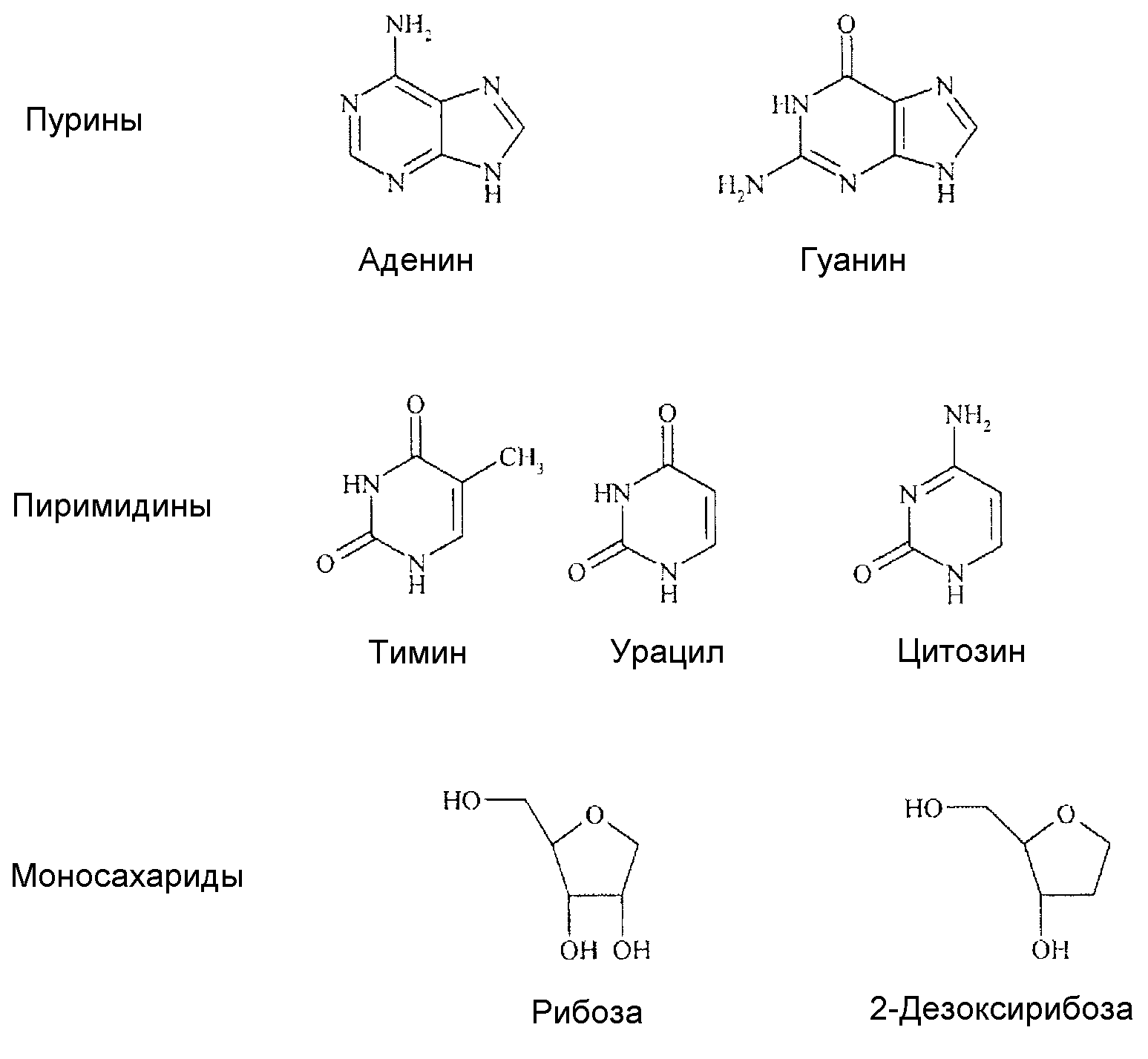 Пурины азотистые основания