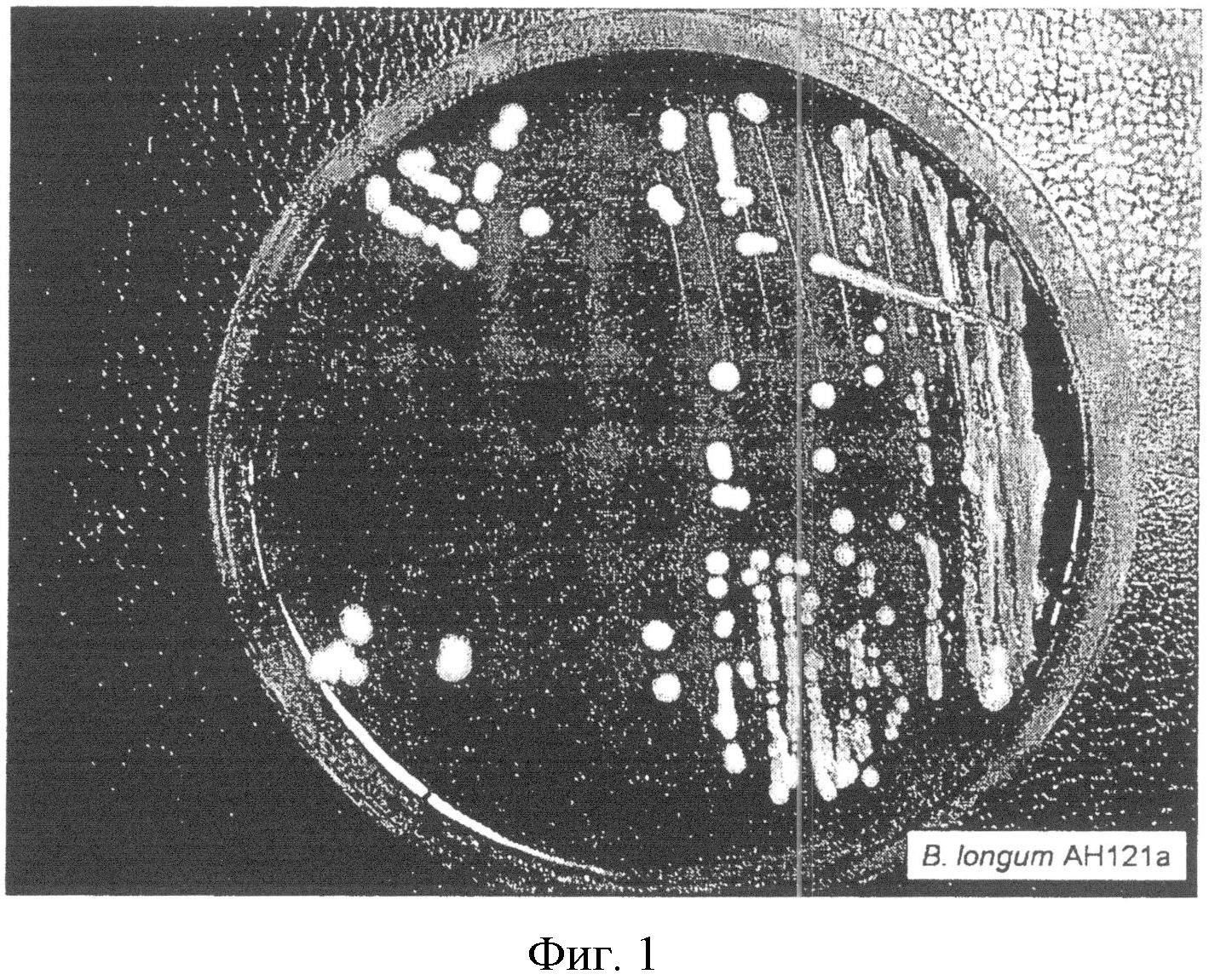 Бифидобактерии лонгум. Bifidobacterium longum. Bifidobacterium longum MC-42. Бифидобактерии лонгум угнетает грибки кандида.