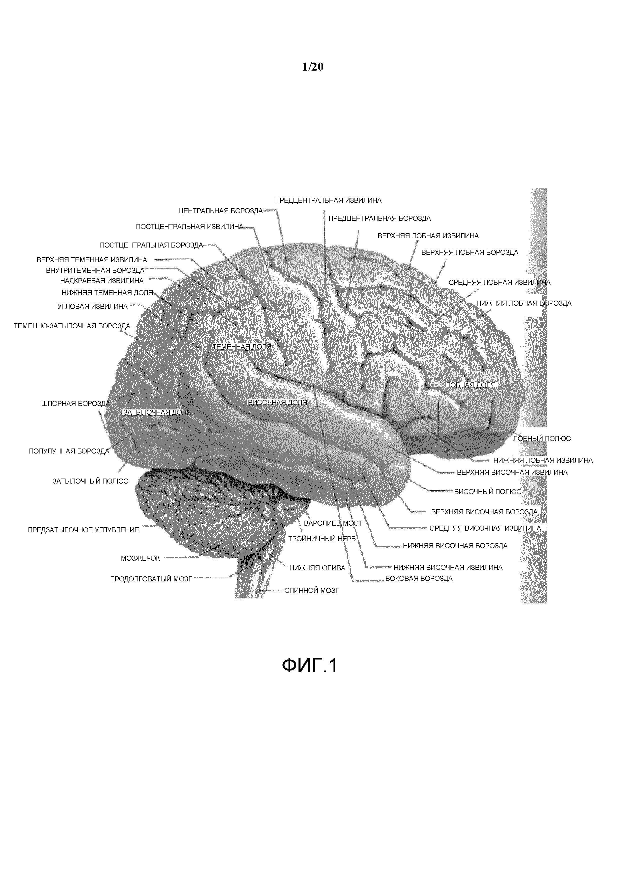 Постцентральная борозда. Средняя височная борозда. Нижняя височная извилина. Средняя височная извилина. Постцентральная борозда и извилина.